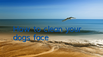THow to clean your dog’s face