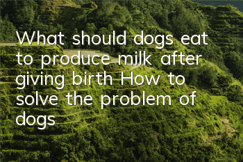 What should dogs eat to produce milk after giving birth? How to solve the problem of dogs having no milk after giving birth to puppies?