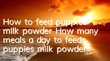How to feed puppies milk powder? How many meals a day to feed puppies milk powder?