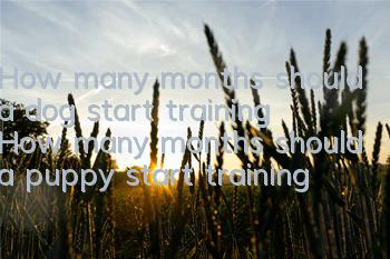 How many months should a dog start training? How many months should a puppy start training?
