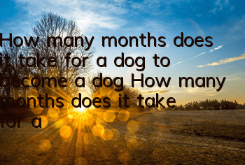 How many months does it take for a dog to become a dog? How many months does it take for a dog to become an adult dog