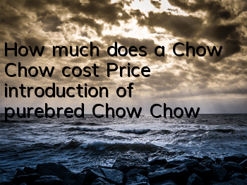 How much does a Chow Chow cost? Price introduction of purebred Chow Chow