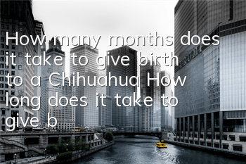 How many months does it take to give birth to a Chihuahua? How long does it take to give birth to a Chihuahua after pregnancy?
