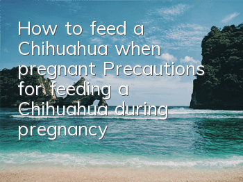 How to feed a Chihuahua when pregnant Precautions for feeding a Chihuahua during pregnancy