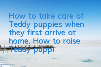 How to take care of Teddy puppies when they first arrive at home. How to raise Teddy puppies.