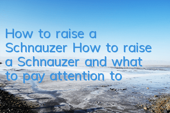 How to raise a Schnauzer How to raise a Schnauzer and what to pay attention to