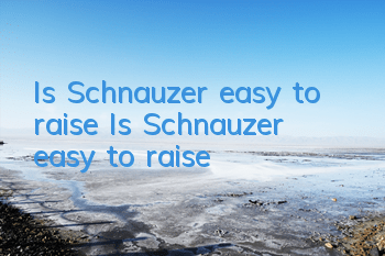 Is Schnauzer easy to raise? Is Schnauzer easy to raise?