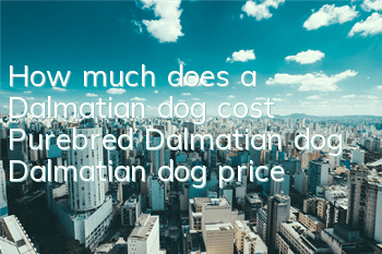 How much does a Dalmatian dog cost? Purebred Dalmatian dog (Dalmatian dog) price