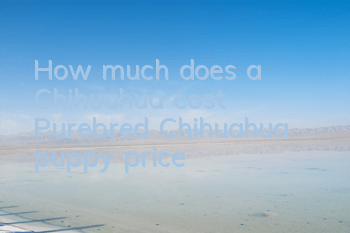 How much does a Chihuahua cost? Purebred Chihuahua puppy price