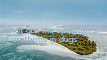 TWhat are the symptoms of urethritis in dogs?