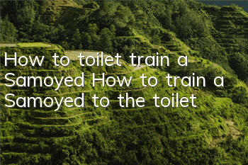 How to toilet train a Samoyed How to train a Samoyed to the toilet
