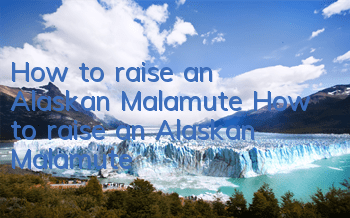 How to raise an Alaskan Malamute How to raise an Alaskan Malamute