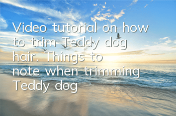 Video tutorial on how to trim Teddy dog ​​hair. Things to note when trimming Teddy dog ​​hair.