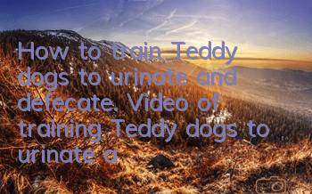 How to train Teddy dogs to urinate and defecate. Video of training Teddy dogs to urinate and defecate at fixed points.