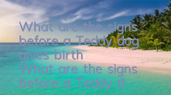 What are the signs before a Teddy dog ​​gives birth? What are the signs before a Teddy dog ​​gives birth?