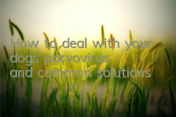 How to deal with your dog's parvovirus and common solutions