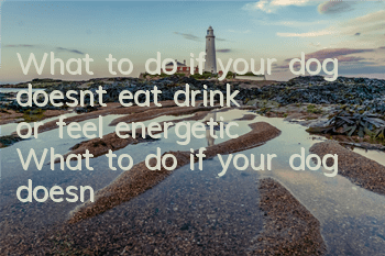 What to do if your dog doesn’t eat, drink or feel energetic? What to do if your dog doesn’t eat, drink or feel energetic?
