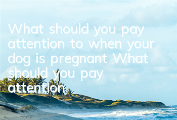 What should you pay attention to when your dog is pregnant? What should you pay attention to during pregnancy and delivery?