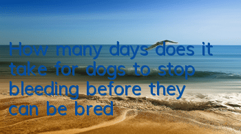 THow many days does it take for dogs to stop bleeding before they can be bred?