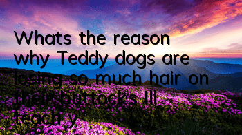 TWhat’s the reason why Teddy dogs are losing so much hair on their buttocks? I’ll teach you a simple and useful method!