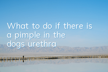 TWhat to do if there is a pimple in the dog’s urethra