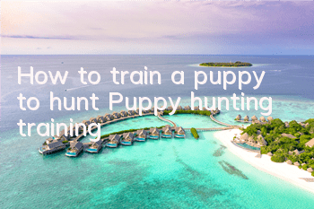 How to train a puppy to hunt? Puppy hunting training!