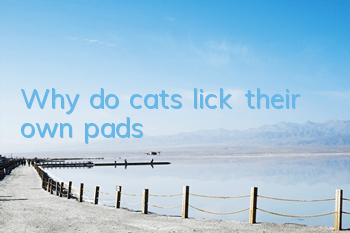 TWhy do cats lick their own pads?