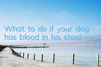 TWhat to do if your dog has blood in his stool