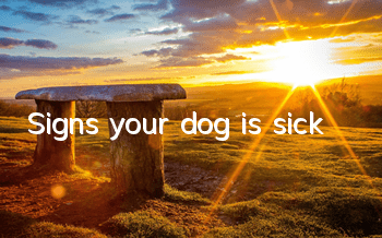 TSigns your dog is sick