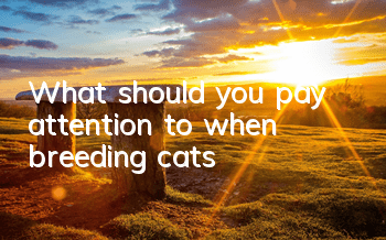 TWhat should you pay attention to when breeding cats?