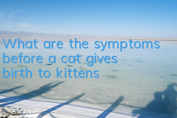 TWhat are the symptoms before a cat gives birth to kittens?