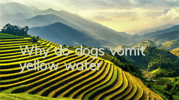 Why do dogs vomit yellow water?