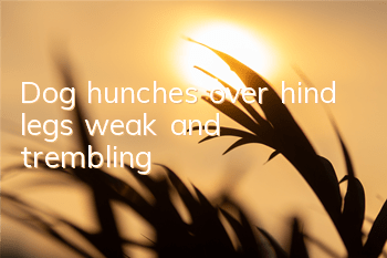 TDog hunches over, hind legs weak and trembling