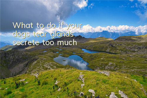 What to do if your dog’s tear glands secrete too much