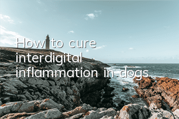 THow to cure interdigital inflammation in dogs