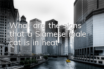 TWhat are the signs that a Siamese male cat is in heat?