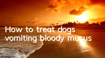 THow to treat dogs vomiting bloody mucus