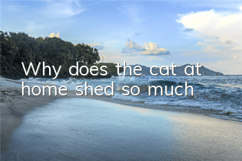 TWhy does the cat at home shed so much?