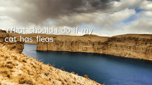 TWhat should I do if my cat has fleas?