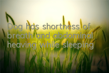 TDog has shortness of breath and abdominal heaving while sleeping