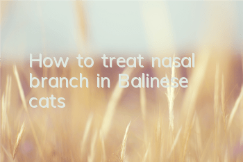 How to treat nasal branch in Balinese cats