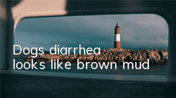 TDog's diarrhea looks like brown mud