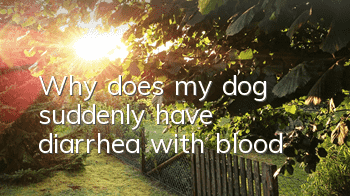 TWhy does my dog ​​suddenly have diarrhea with blood?