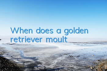 TWhen does a golden retriever moult?