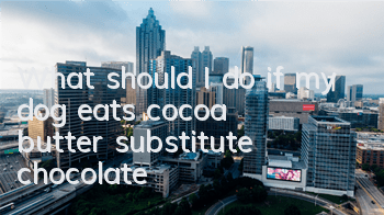 What should I do if my dog ​​eats cocoa butter substitute chocolate?