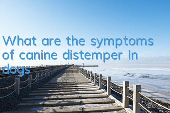 TWhat are the symptoms of canine distemper in dogs?