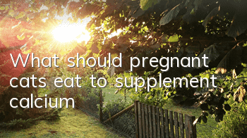 TWhat should pregnant cats eat to supplement calcium?