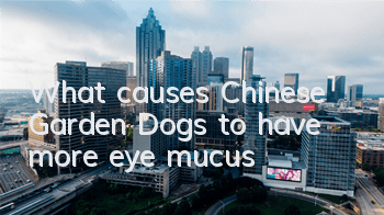 TWhat causes Chinese Garden Dogs to have more eye mucus?