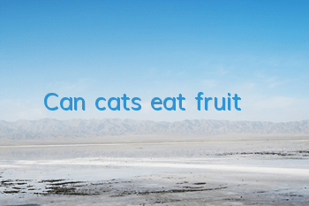TCan cats eat fruit?