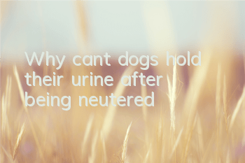 Why can’t dogs hold their urine after being neutered?